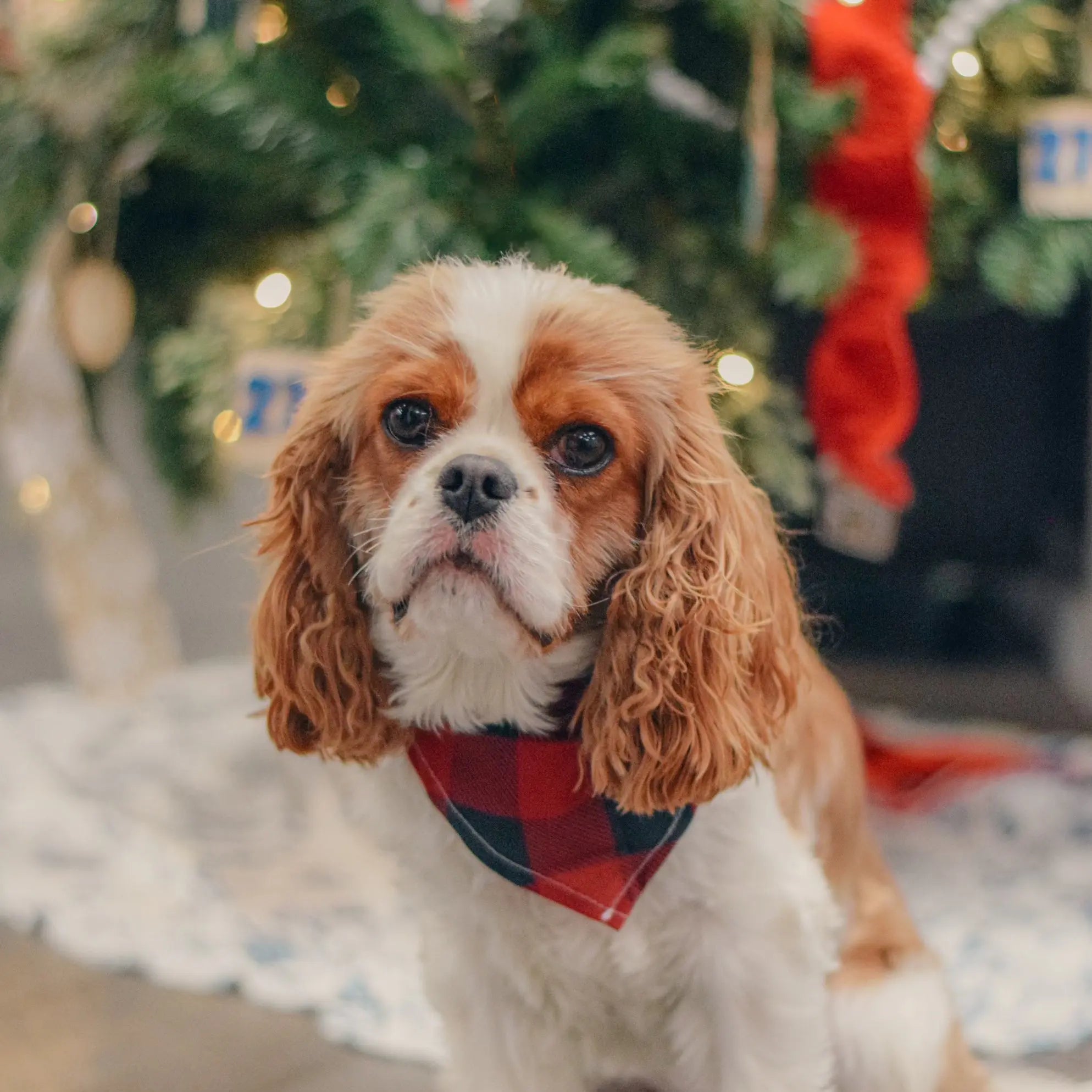 Red buffalo plaid dog bandana by Winks Design Studio, LLC, featuring a stylish and cozy accessory for dogs.