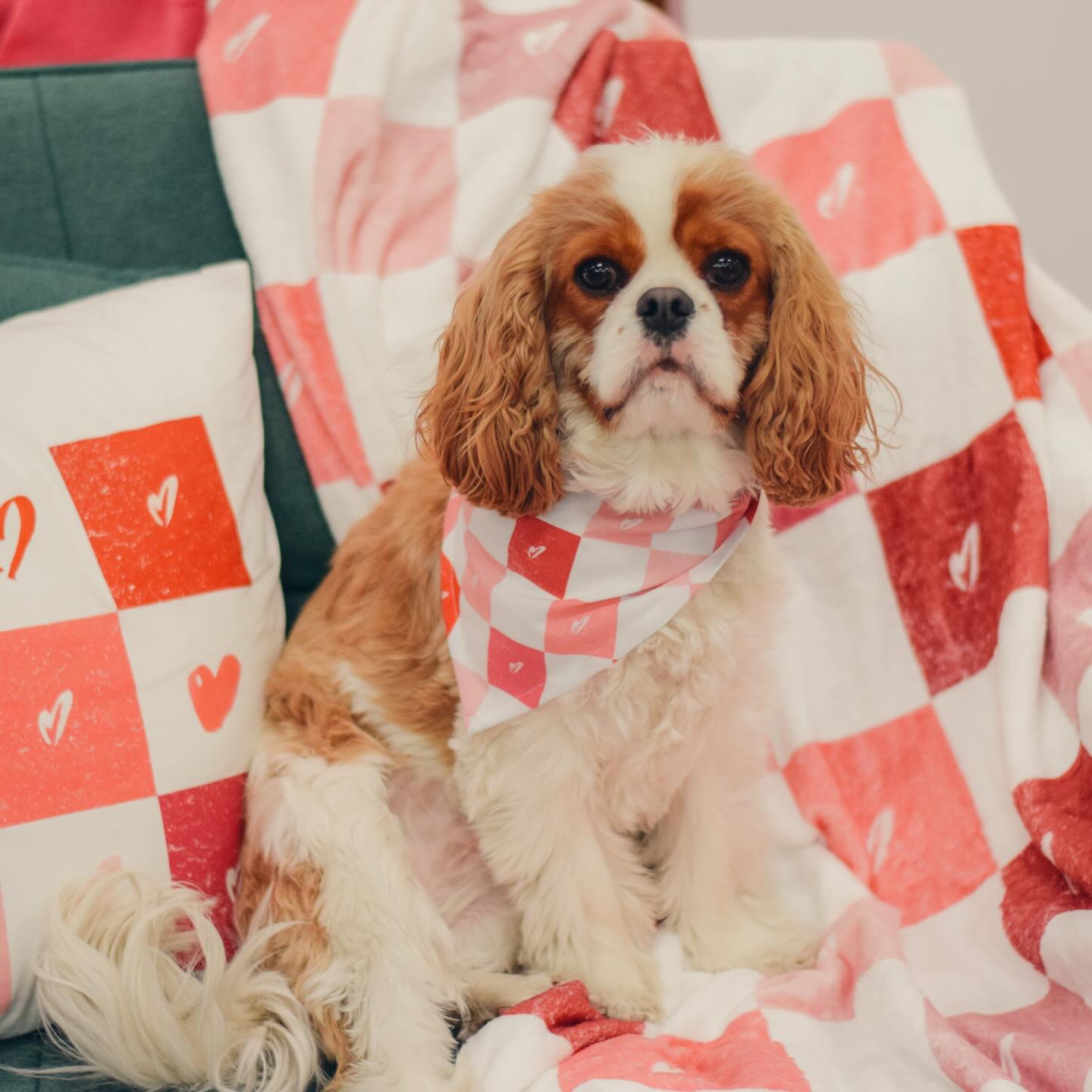 Dog sitting on a checkered blanket with a pillow in the background