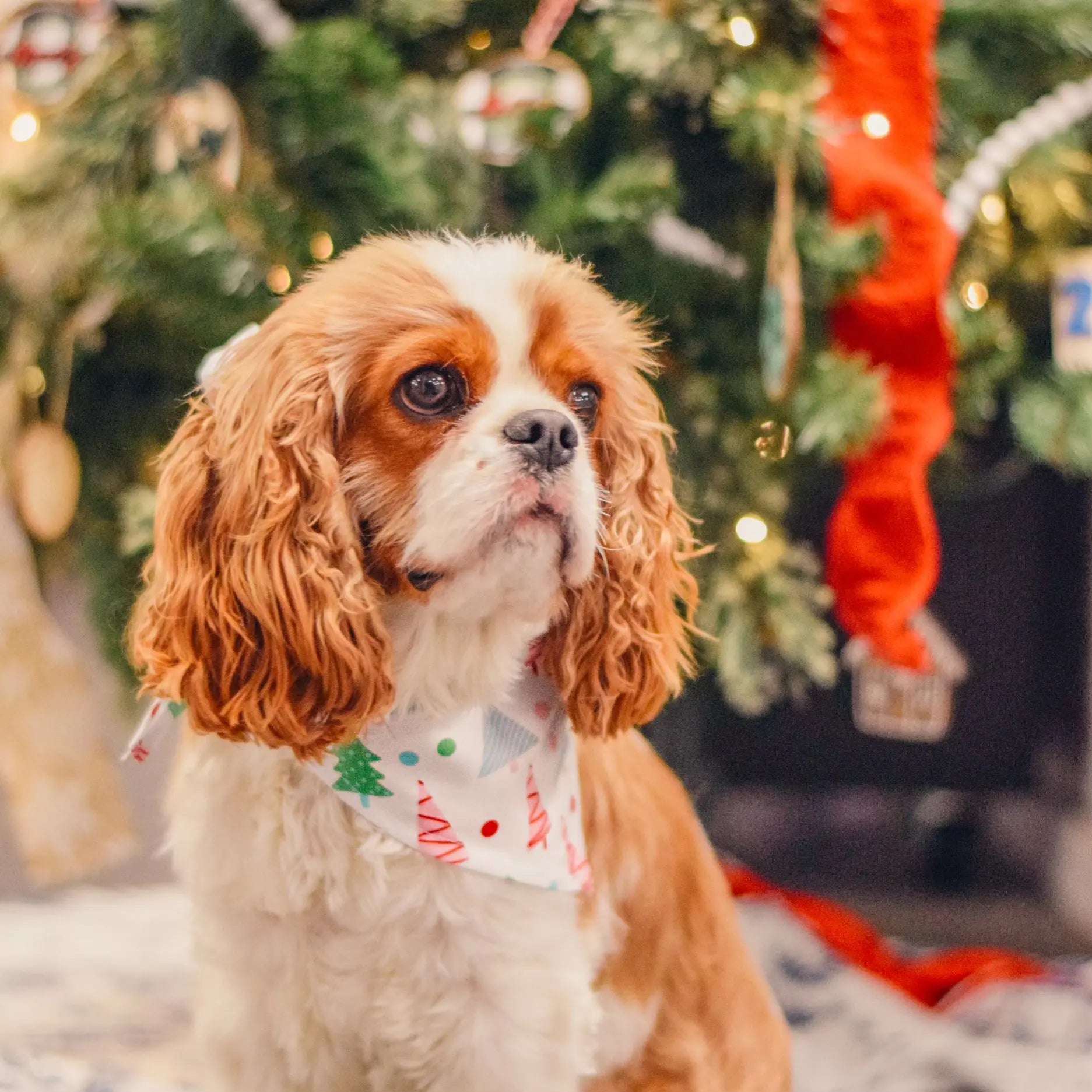 Dog bandana with Christmas tree design from Winks Design Studio, LLC, featuring a festive pattern on a soft fabric.